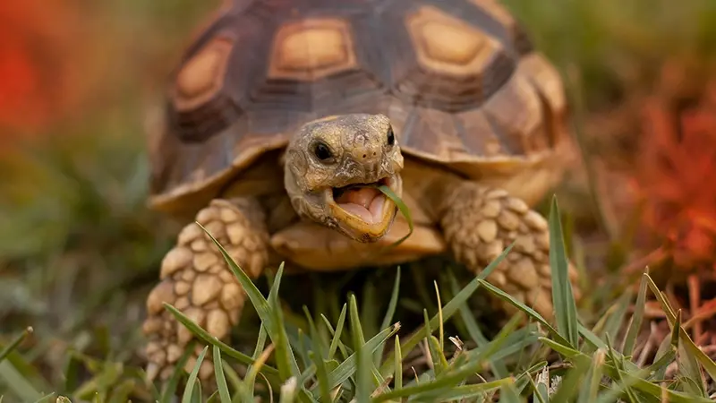 Turtle eating grass in a green field